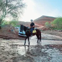 اسب فروشی یرقه 40تا قد 175