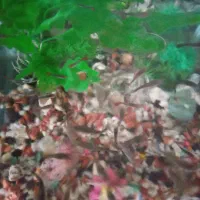 ماهی گوپی|ماهی|شاهرود, |دیوار