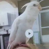 عروس هلندی سفید گمشده محدوده فلکه هواشناسی