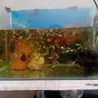 ماهی آکواریوم گوپی سالم سرحال|ماهی|سیرجان, |دیوار