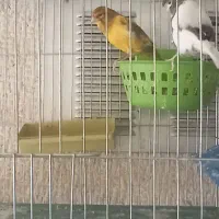 قناری نر و ماده مرغ عشق کبوتر