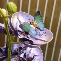 پلاک پروانه|جواهرات|مراغه, |دیوار