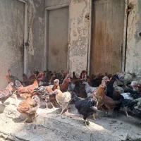 مرغ وخروس محلی|حیوانات مزرعه|کوهسار (البرز), |دیوار