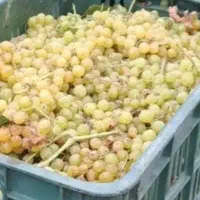 گیله انگور کشمش مخصوص برای دوشاب 60هزار تومان