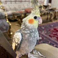 عروس هلندی بازیگوش