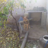 واگذاری یک قلاده سگ ژرمن در سعیدآباد هشتگرد|سگ|هشتگرد, سعید آباد|دیوار