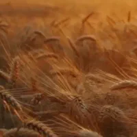 آرد سهن عمده و کیلویی