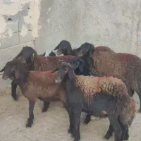 بره ماده قزل افشاری