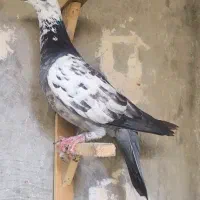 ۲۰ تا کفتر زدخوردی