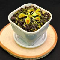 گیاه حشره خوار ونوس|گل و گیاه طبیعی|آذرشهر, |دیوار