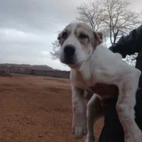 توله ماده|سگ|نیشابور, مازول|دیوار