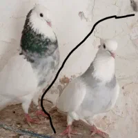 کفتر طوقی|پرنده|اردکان, |دیوار