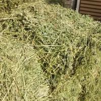 فروش یونجه خشک