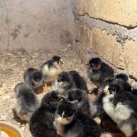 تخم نطفه دار  و جوجه گلین لری اصیل