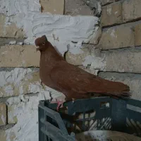 سرخ و دوتا کله ای