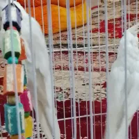 معاوضع عروس البینو|پرنده|کرباسک, |دیوار