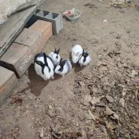 خرگوش ناز سالم|موش و خرگوش|آزادشهر, |دیوار