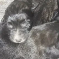 هاسکی گمشده حوالی شهرک ولیعصر