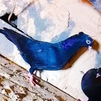 کبوتر کهنوج