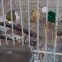 سره سبز و قناری هردو نر|پرنده|قرچک, پارس سرام|دیوار