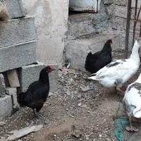 قاز|حیوانات مزرعه|بوشهر, |دیوار