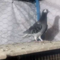 دوتا کر ماده|پرنده|خمینی‌شهر, |دیوار