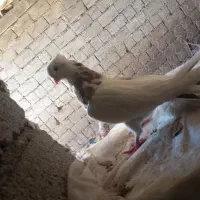 نقابی|پرنده|اسلام‌‌آباد غرب, |دیوار