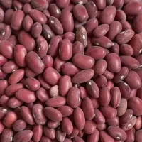 لوبیا قرمز بذری