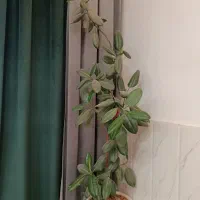 فیکوس