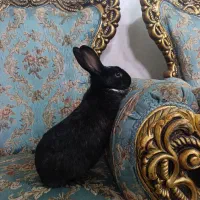 خرگوش سیاه نر