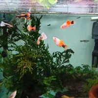 ماهی گوپی و پلاتی|ماهی|دوگنبدان, |دیوار