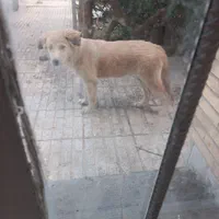 واگذاری توله گلدن ماده۷ماهه|سگ|مهاجران, |دیوار
