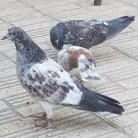 ۵ عدد جوجه کفتر|پرنده|کرج, بنیاد|دیوار