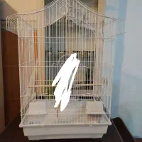 پرنده