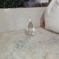 طوقی سده دم سفید پشتی|پرنده|جغتای, |دیوار