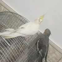 فروش دو عدد عروس هلندی