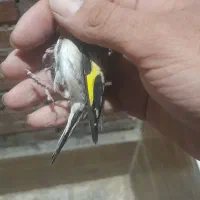 سهره|پرنده|نقده, |دیوار