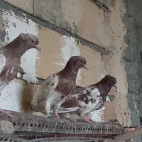 کبوتر جوجه|پرنده|مشهد, شهرک شهید باهنر|دیوار