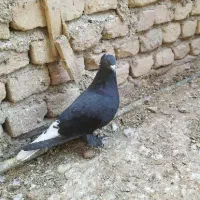 سیاه دم سفید نر|پرنده|فسا, |دیوار