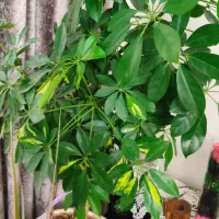 گل شفلرا وسانسوریا