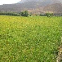 برنج درجه یک درگز درونگر و لایین کلات