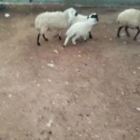 گوسفند|حیوانات مزرعه|سده (خراسان جنوبی), |دیوار