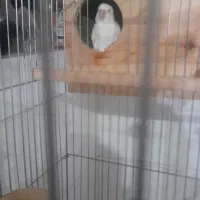 ِیه جفت کوتوله برزیلی سفیدنروماده|پرنده|شیراز, محراب|دیوار