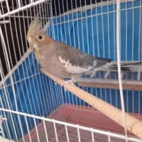 یک عدد عروس هلندی ماده|پرنده|تنکابن, |دیوار