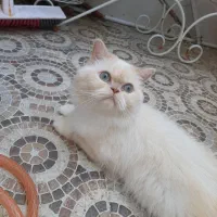 گربه پرشین عروسکی|گربه|ارومیه, |دیوار