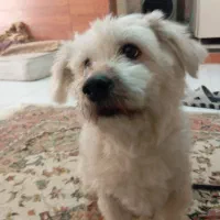 سگ شیتزو تریر نر  باهوش و بازیگوش