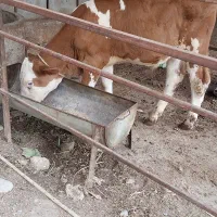 گوسالع درجع یک