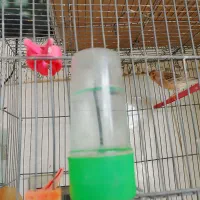 قناری|پرنده|شیروان (خراسان), |دیوار