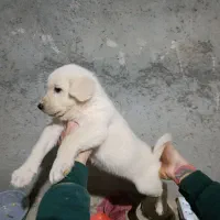 عراقی پژدر|سگ|اردبیل, |دیوار