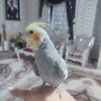 عروس هلندی|پرنده|فارسان, |دیوار